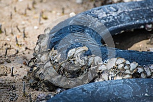 Fossil seashell on old tire area at the mangrove