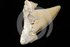 Fossil shark tooth