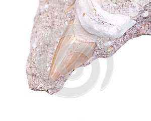 Fossil shark tooth embedded in a piece of Miocene limestone from Victoria in Australia