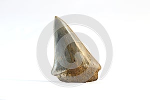 Fossil shark tooth