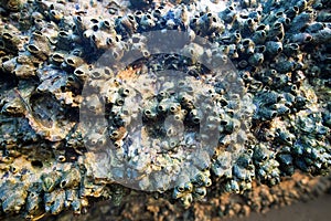 Fossil Shell Beach, ancient shell cemetery, close-up, Krabi