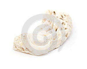 Fossil shell isolated