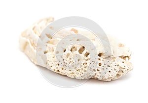 Fossil shell isolated