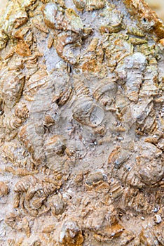 Fossil shell close-up background