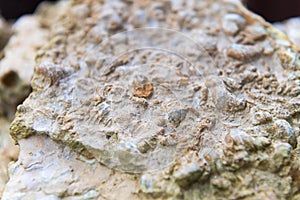 Fossil shell close-up background