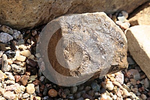 Fossil shell imprint in the sediment.