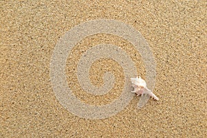 Fossil shell on the sand beach
