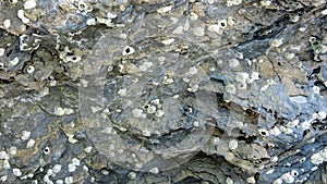 Fossil shell on the sedimentary rock