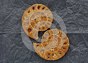 Fossil shell spiral form photo