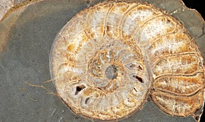 Fossil shell in stone