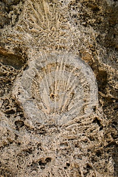 Fossil of a shell photo