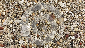 Fossil shells on the beach sand