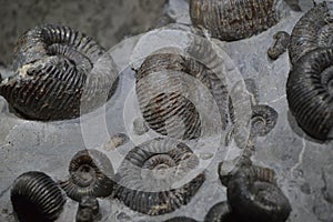 Fossil of shells