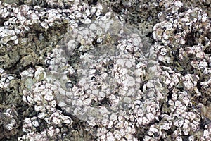 Fossil from shells, mollusk