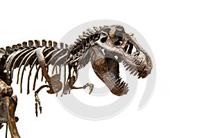 Fossil skeleton of Dinosaur Tyrannosaurus Rex photo