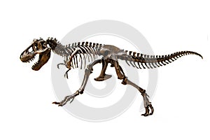 Fossil skeleton of Dinosaur Tyrannosaurus Rex