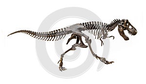 Fossil skeleton of Dinosaur Tyrannosaurus Rex photo