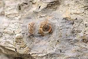 Fossil snail.