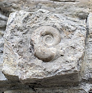 Fossil snail.