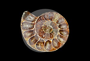 fossil snail slice