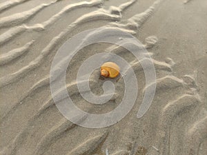 fossil snails or shells on the beach