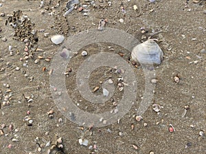 fossil snails or shells on the beach