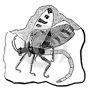 Fossil specimen of Protophasma damasii, an insect from the Carboniferous Period in France