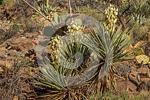 Fossil springs creek Arizona.