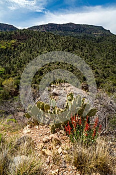 Fossil springs creek Arizona.