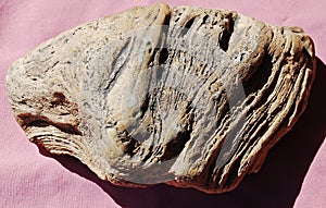 Fossil stromatolite from Wyoming