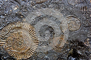 Fossil texture