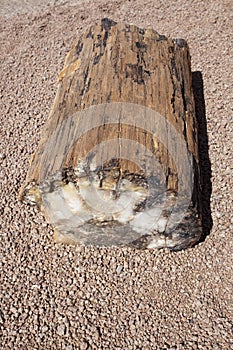 Fossil tree
