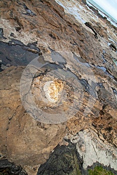 Fossil tree trunk in the petrified forest at Curio Bay ,the prehistoric site from Jurrasic era, the Catlins, New Zealand