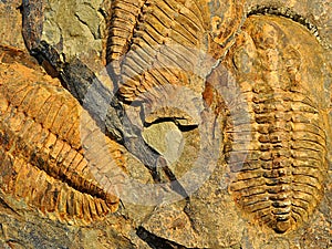 Fossil - trilobite