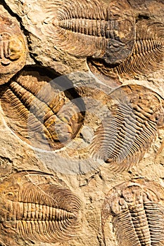 Fossil of Trilobite - Acadoparadoxides briareus - ancient fossilized arthropod on rock