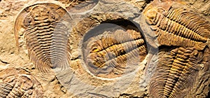 Fossil of Trilobite - Acadoparadoxides briareus - ancient fossilized arthropod on rock