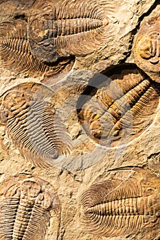 Fossil of Trilobite - Acadoparadoxides briareus - ancient fossilized arthropod on rock