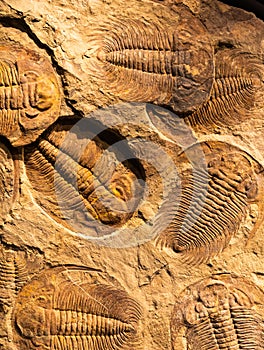 Fossil of Trilobite - Acadoparadoxides briareus - ancient fossilized arthropod on rock