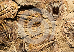 Fossil of Trilobite - Acadoparadoxides briareus - ancient fossilized arthropod on rock photo