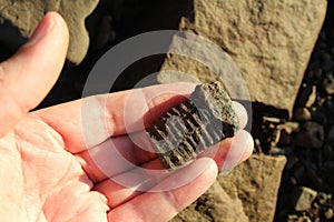 A fossil of a trilobite from the carboniferous period found on a rocky beach in Nova Scotia