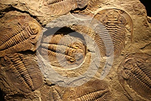 Fossil trilobite imprint in the sediment. photo