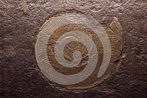 Fossil trilobite imprint in the sediment Backlit by lamp