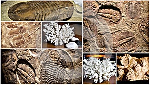 Fossil trilobite imprint in the sediment. collage of images of fossils.