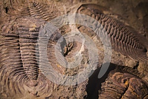 fossil trilobite imprint in the sediment