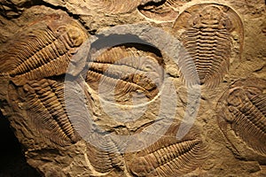 Fossil trilobite imprinted in the sediment.