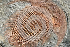 Fossil of a trilobites from the early ordovician period photo