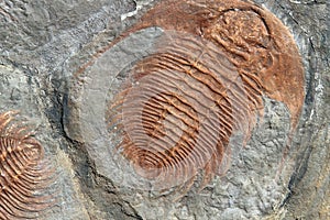 Fossil of a trilobites from the early ordovician period found in photo