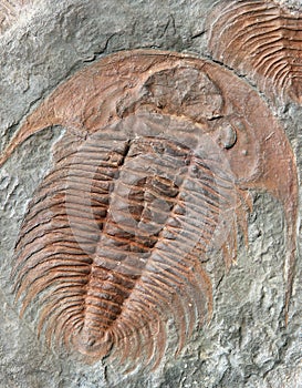 Fossil of a trilobites from the early ordovician period photo