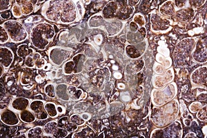 Fossil turritella agate slab