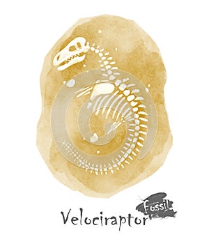 Fossil of Velociraptor dinosaur in rock . Watercolor paint design . Vector